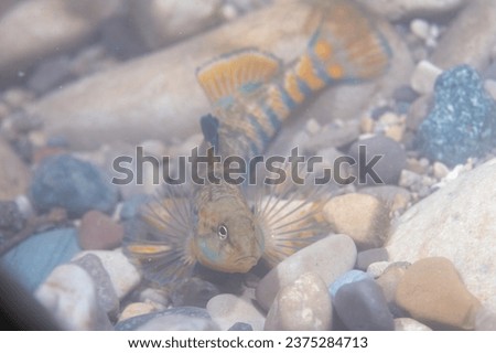 Rainbow darter displaying at bottom of a river