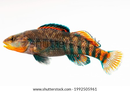 a rainbow darter fish  isolated on white background 