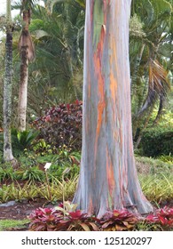 Rainbow Eucalyptus