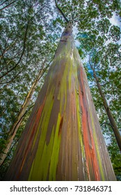 Rainbow Eucalyptus