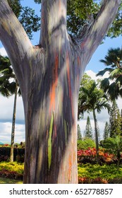 Rainbow Eucalyptus (Eucalyptus Deglupta)