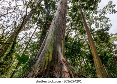 Rainbow Eucalyptus (eucalyptus Deglupta) Native To The Philippines In A Forest In Costa Rica