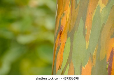 Rainbow Eucalyptus, Tisikita Rain Forest, Costa Rica