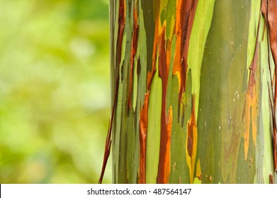 Rainbow Eucalyptus, Tisikita Rain Forest, Costa Rica