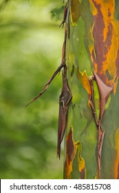 Rainbow Eucalyptus, Tiskita Rain Forest, Costa Rica