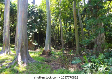 Rainbow Eucalyptus Tree