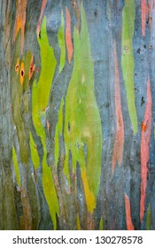 Rainbow Eucalyptus Tree Bark