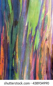 Rainbow Eucalyptus  Tree Bark