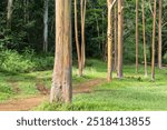 Rainbow Eucalyptus tree at Keahua Arboretum near Kapa