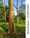 Rainbow Eucalyptus tree at Keahua Arboretum near Kapa