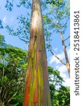 Rainbow Eucalyptus tree at Keahua Arboretum near Kapa