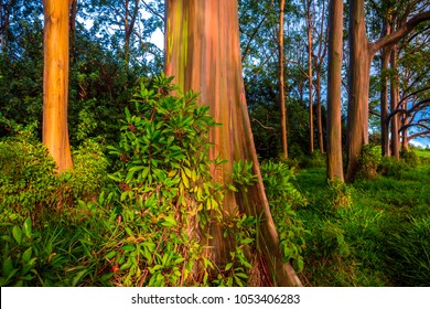 Rainbow Eucalyptus Tree In Maui