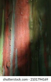 Rainbow Eucalyptus Tree In Thailand