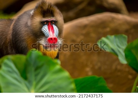 Rainbow Face Monkey Mandrill. mandrill baboon portrait with amazing colorful face