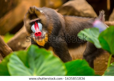 Rainbow Face Monkey Mandrill. Beautiful mandrill portrait.