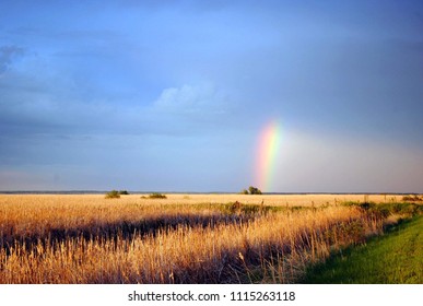 rainbow in field 