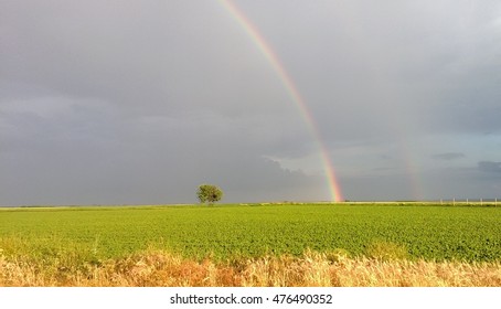 Rainbow in field