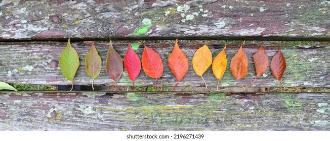 Rainbow Flat Lay Of Coloured Leaves In Autumn Or Fall Season