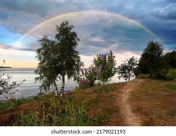  Rainbow  And  Flowers Bush And Birch Trees On  Sunset Wild Beach  Field On Front Sea Water Wave View On Blue Dramatic Cloudy Sky Summer Nature Landscape