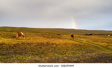 Rainbow and Horses  -  Iceland