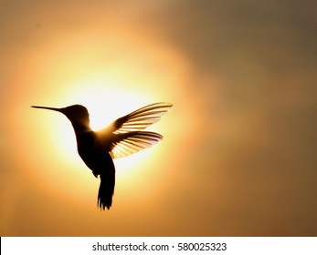 Rainbow Hummer with Setting Sun - Photograph of a Ruby Throated Hummingbird silhouetted against a setting sun which shows rainbow like colors in the wings.  Selective focus on the hummingbird.  