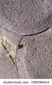 Rainbow Leaf Beetle Chrysolina Cerealis On Brown Stone Stairs Close Up Sunny Day