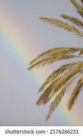 Rainbow And Leaves Of Canary Island Date Palm Phoenix Canariensis. Tecina. San Sebastian De La Gomera. La Gomera. Canary Islands. Spain.