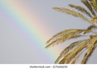 Rainbow And Leaves Of Canary Island Date Palm Phoenix Canariensis. Tecina. San Sebastian De La Gomera. La Gomera. Canary Islands. Spain.