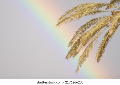 Rainbow And Leaves Of Canary Island Date Palm Phoenix Canariensis. Tecina. San Sebastian De La Gomera. La Gomera. Canary Islands. Spain.