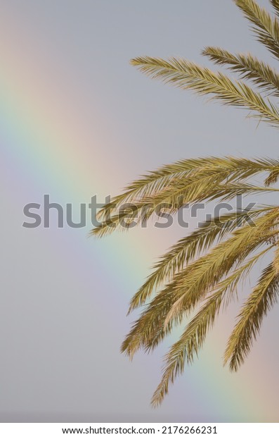 Rainbow and leaves of Canary Island date palm\
Phoenix canariensis. Tecina. San Sebastian de La Gomera. La Gomera.\
Canary Islands. Spain.