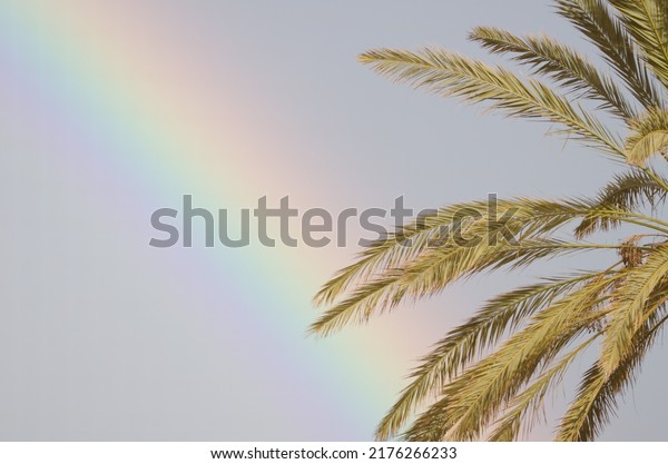 Rainbow and leaves of Canary Island date palm\
Phoenix canariensis. Tecina. San Sebastian de La Gomera. La Gomera.\
Canary Islands. Spain.