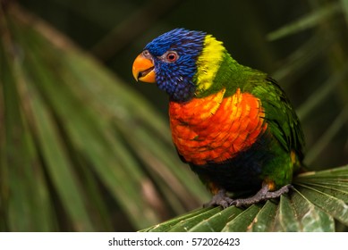 The Rainbow lori (Trichoglossus moluccanus) a species of parrot living in Australia. The bird is a medium-sized parrot, with the length ranging from 25 to 30 cm including the tail.