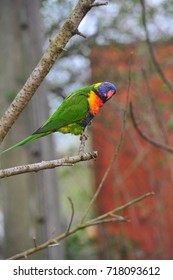 Rainbow lorikeet