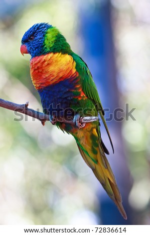 rainbow lorikeet