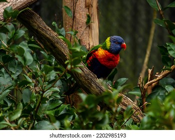 Rainbow Lorikeet Australian Native Bird Perched On Branch