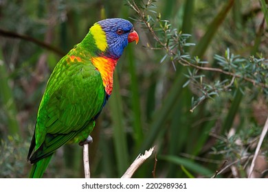 Rainbow Lorikeet Australian Native Bird Perched On Branch