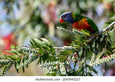 Rainbow Lorikeet in the bottlebrush tree at Woy Woy, NSW, Australia. - Powered by Shutterstock