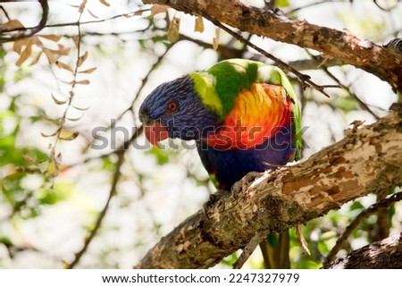 the rainbow lorikeet is a colorful bird it has a blue head, an orange and yellow breast green wings