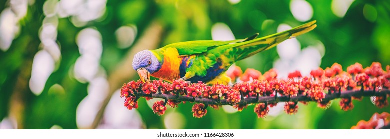 Rainbow lorikeet eating flower buds off tree branch in nature wilderness park in Sydney, Australia panoramic banner. Wild parrot bird animal.