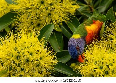 17,173 Lorikeet Stock Photos, Images & Photography | Shutterstock