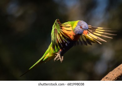 Rainbow Lorikeet Flying In For Landing