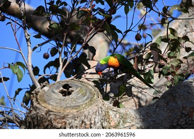 Rainbow Lorikeet In A Gum Nut Tree, Peering Down To Where A Tree Limb Has Been Sawn Off