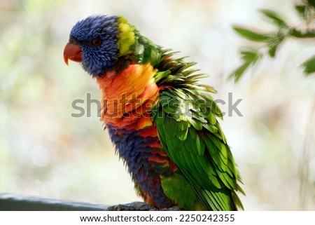 the rainbow lorikeet has fluffed his feathers to cool off