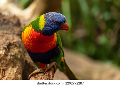 Rainbow Lorikeet On Tree Stump Australian Native Bird