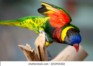 A rainbow lorikeet parrot