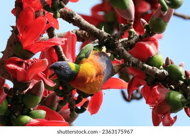 Rainbow lorikeet parrot bird eating from flowers in a tree