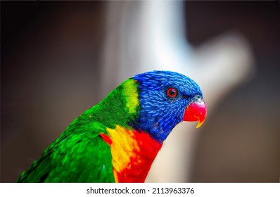 Rainbow lorikeet parrot portrait. Trichoglossus moluccanus. Rainbow lorikeet parrot