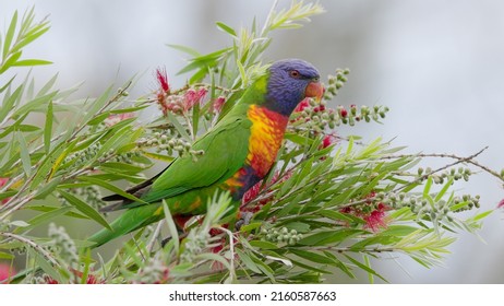 a rainbow lorikeet perched on red bottlebrush calling at the central coast of nsw, australia - Powered by Shutterstock