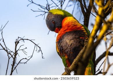 A Rainbow Lorikeet preening itself - Powered by Shutterstock