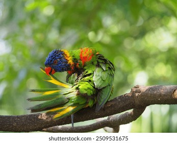 Rainbow lorikeet preens it's feathers - Powered by Shutterstock